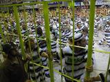 rio2010-mangueira2.jpg